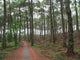 Chemin Foret Des Landes Wall Decal