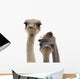 Three Funny Ostrich Heads Isolated Wall Decal