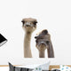 Three Funny Ostrich Heads Isolated Wall Decal
