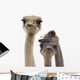 Three Funny Ostrich Heads Isolated Wall Decal