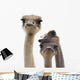 Three Funny Ostrich Heads Isolated Wall Decal