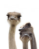 Three Funny Ostrich Heads Isolated Wall Decal