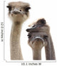 Three Funny Ostrich Heads Isolated Wall Decal