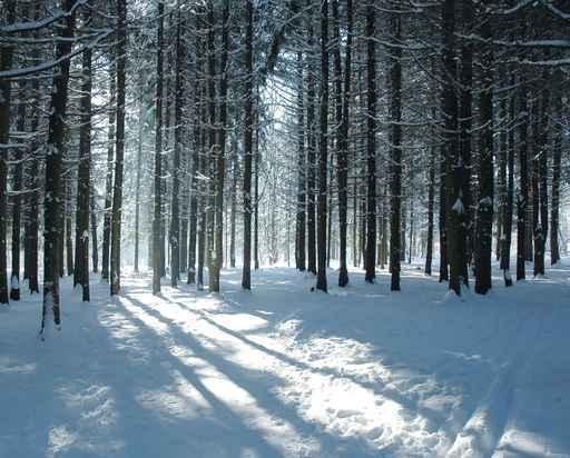 Fir Forest Winter Wall Decal
