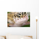 Gecko Closeup Wall Mural