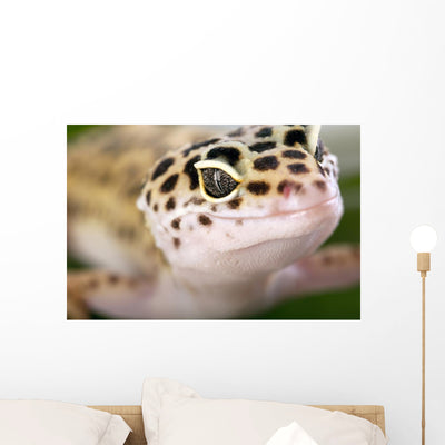 Gecko Closeup Wall Mural shown on a wall