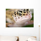 Gecko Closeup Wall Mural