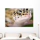 Gecko Closeup Wall Mural