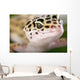 Gecko Closeup Wall Mural