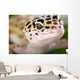 Gecko Closeup Wall Mural