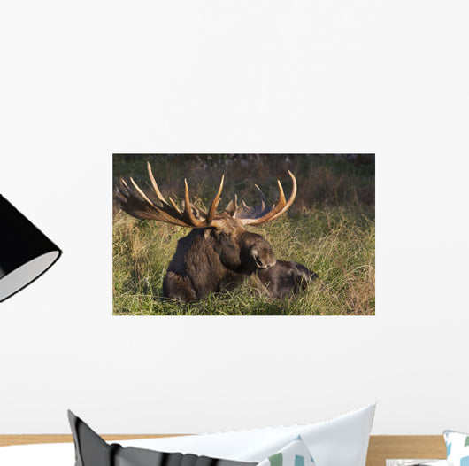 Large Bull Moose resting in grass Wall Mural