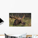 Large Bull Moose resting in grass Wall Mural