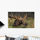 Large Bull Moose resting in grass Wall Mural