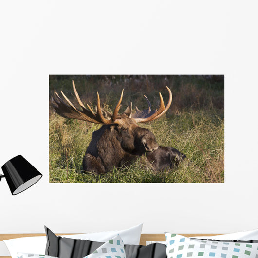 Large Bull Moose resting in grass Wall Mural