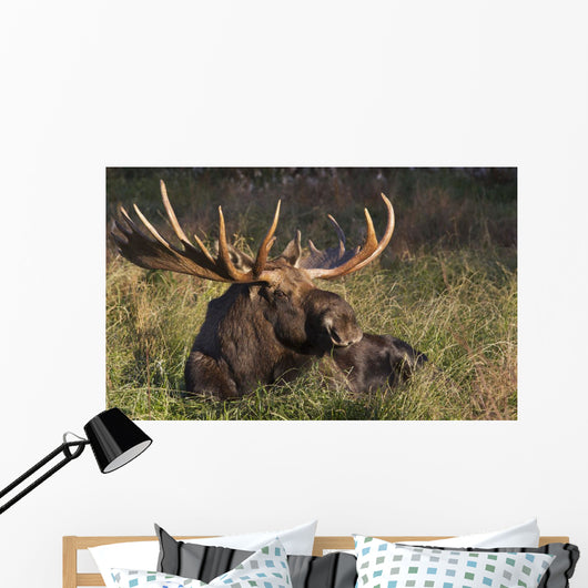 Large Bull Moose resting in grass Wall Mural