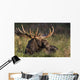 Large Bull Moose resting in grass Wall Mural