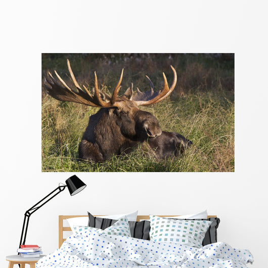 Large Bull Moose resting in grass Wall Mural