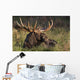Large Bull Moose resting in grass Wall Mural