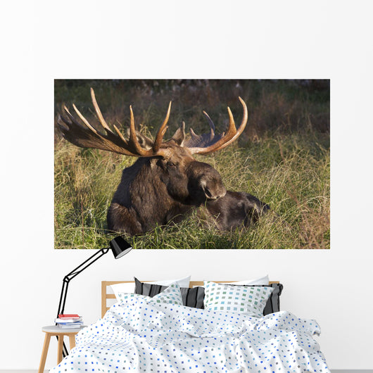 Large Bull Moose resting in grass Wall Mural