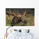 Large Bull Moose resting in grass Wall Mural