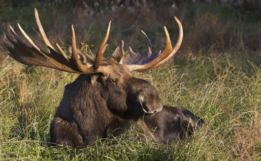 Large Bull Moose resting in grass Wall Mural