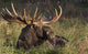 Large Bull Moose resting in grass Wall Mural