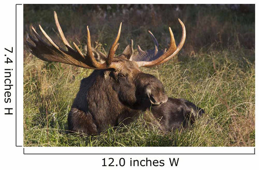 Large Bull Moose resting in grass Wall Mural