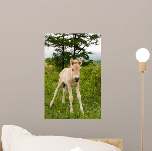 Foal