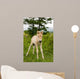 Foal