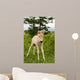 Foal