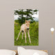 Foal
