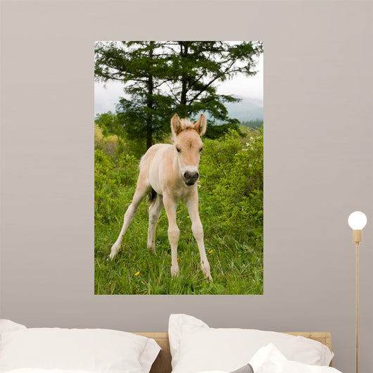 Foal