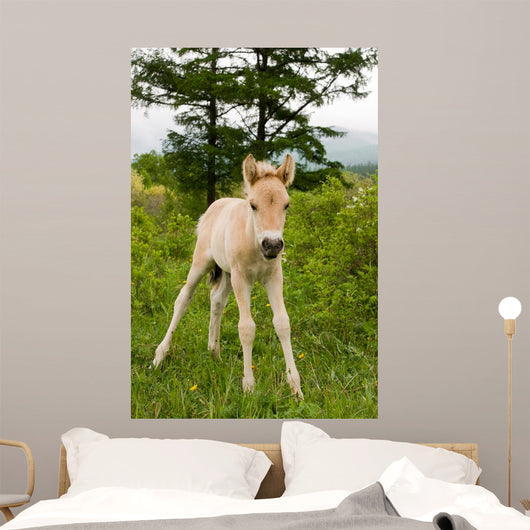Foal