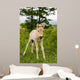 Foal