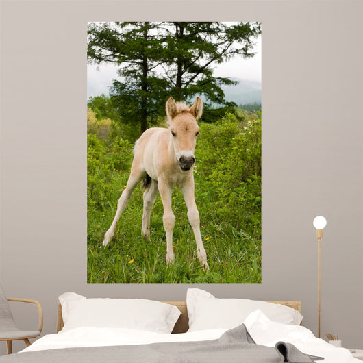 Foal