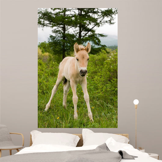 Foal