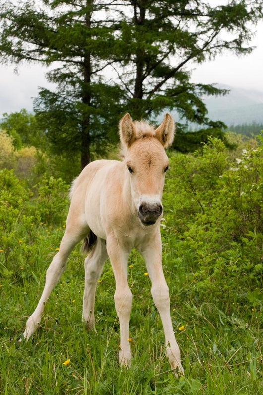 Foal