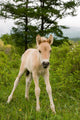 Foal