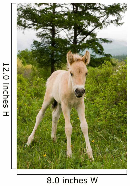 Foal