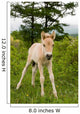 Foal