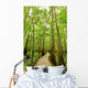 Bald cypresses in Congaree National park, South Carolina Wall Mural