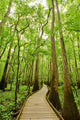 Bald cypresses in Congaree National park, South Carolina Wall Mural