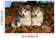 Alaskan Malamute Two Youngs