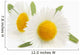 Macro shot of wild camomiles Wall Decal
