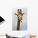Giraffe Poking Its Tongue Wall Mural