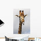 Giraffe Poking Its Tongue Wall Mural