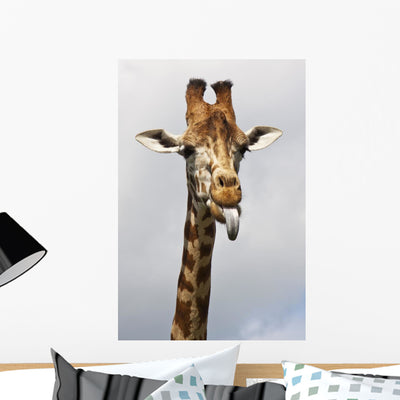 Giraffe Poking Its Tongue Wall Mural shown on a wall