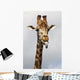 Giraffe Poking Its Tongue Wall Mural