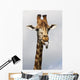 Giraffe Poking Its Tongue Wall Mural