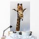 Giraffe Poking Its Tongue Wall Mural